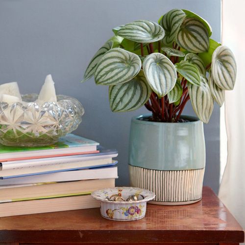 Let's go back to the 1970's with Indoor plants!